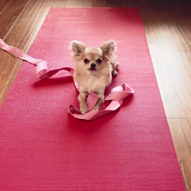 Yoga helped me massively with my anxiety. Having a cute, furry companion also helps heaps...