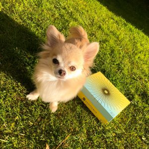 Fawn long haired male chihuahua standing on the grass in the sunshine.